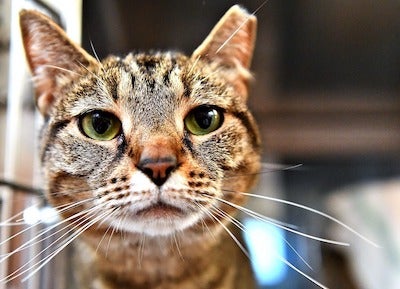 ear tipped cat looking straight into the camera