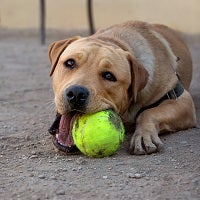 Brown dog lying on the ground with a green tennis ball it its mouth