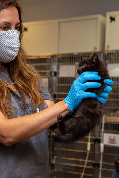 a vet holding a small black kitten in an animal shelter