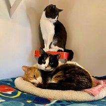 Cat standing above two cats lying in cat bed