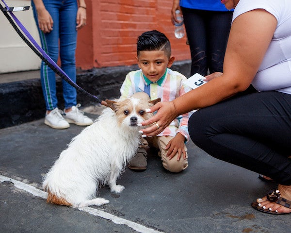 young boy meeting a small white dog at an animal adoption event