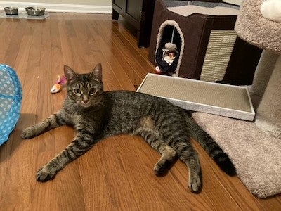 A tabby cat laying on the floor of their new home after being adopted in Virginia