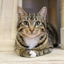 Tabby cat sitting on tan cat tree