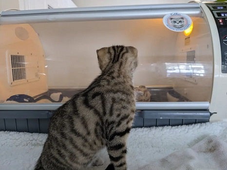 Cat looking in incubator