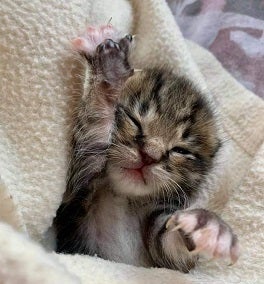 Neonate kitten with paw stretched out 
