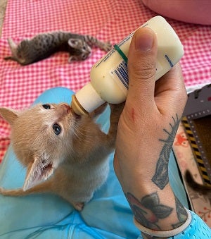 Kitten bottle feeding