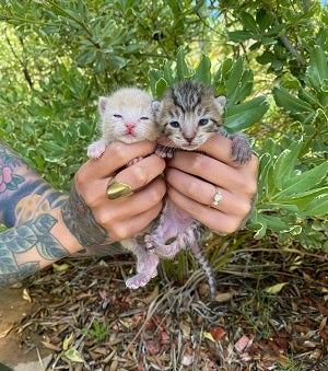 Two kittens being held up outside