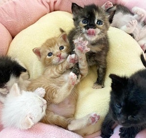 Kittens lying together on yellow blanket