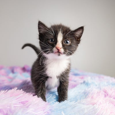 a young black and white kitten