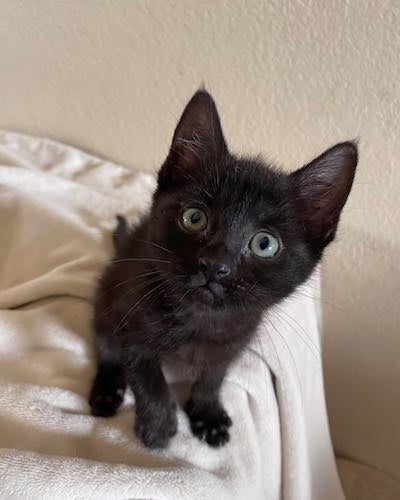 black kitten looking at the camera
