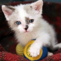 White and gray kitten holding yellow and blue ball with front paw