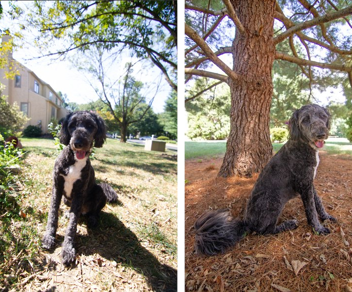 example of lighting differences in two different photos of the same dog