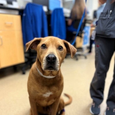 brown dog on a leash looking into the camera