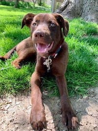 brown lab mix dog sitting in the grass
