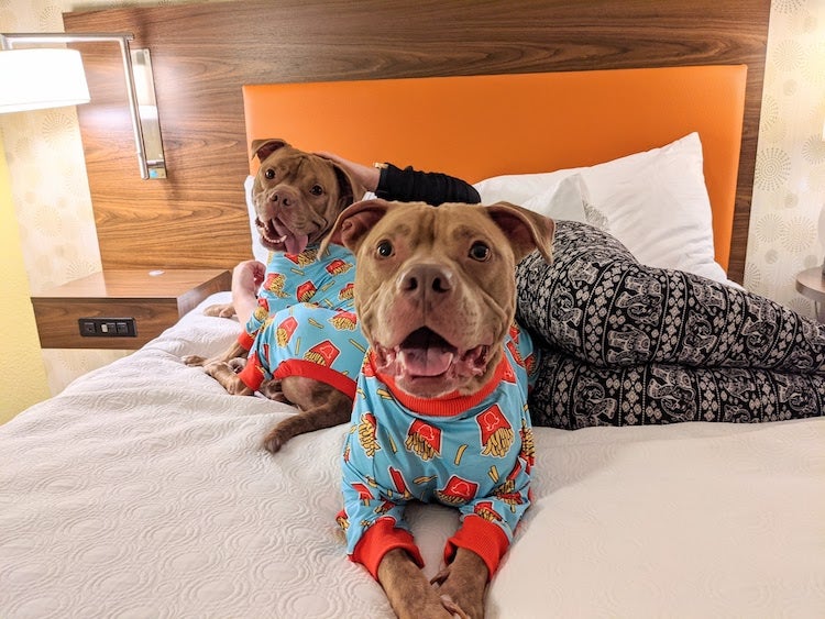 two dogs in pajamas on a bed
