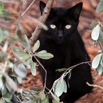 Black cat sitting behind tree branch