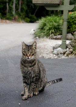 Tabby cat standing at the end of driveway 