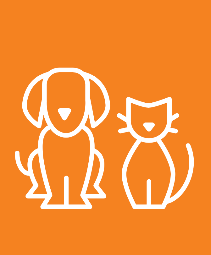 dog and cat illustration