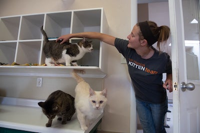 an animal caregiver petting a cat in an animal shelter
