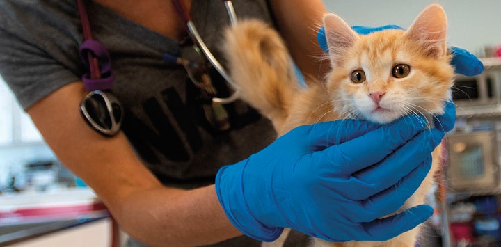 Orange kitten being held by a vet wearing blue gloves