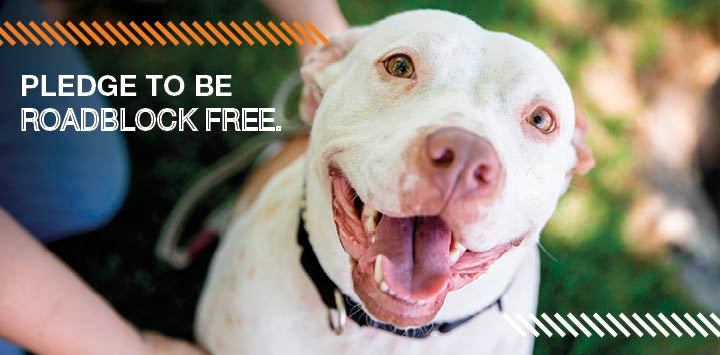 White pit bull smiling at camera with roadblock text to the left