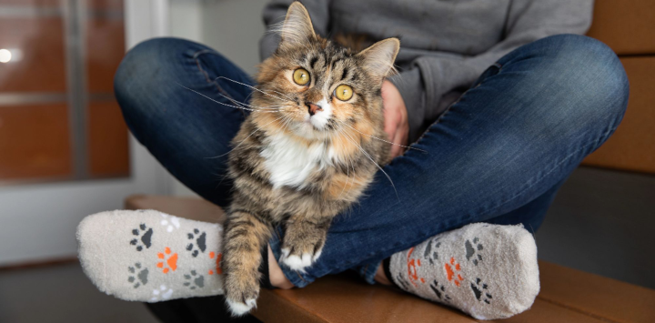 tortoise shell cat sitting on the lap of someone who is wearing paw print socks