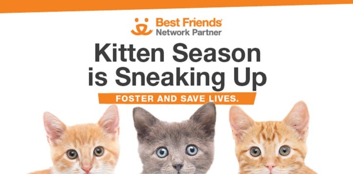Three kittens foster campaign logo