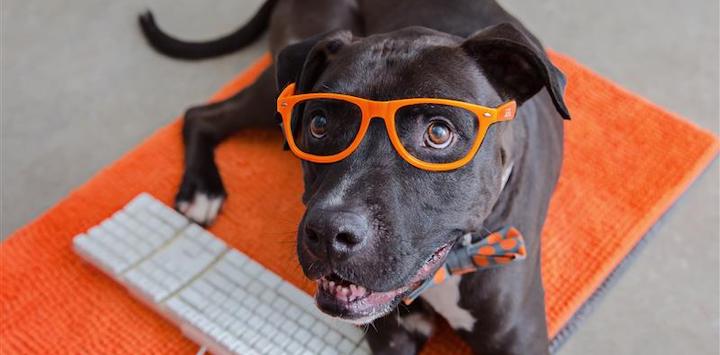 a black dog with orange glasses laying on an orange rug with a keyboard