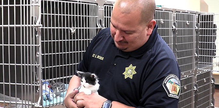 An animal control offer holds a black and white kitten in front of kennels