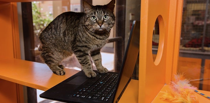 Tabby cat sitting on laptop keyboard on an orange cat tree