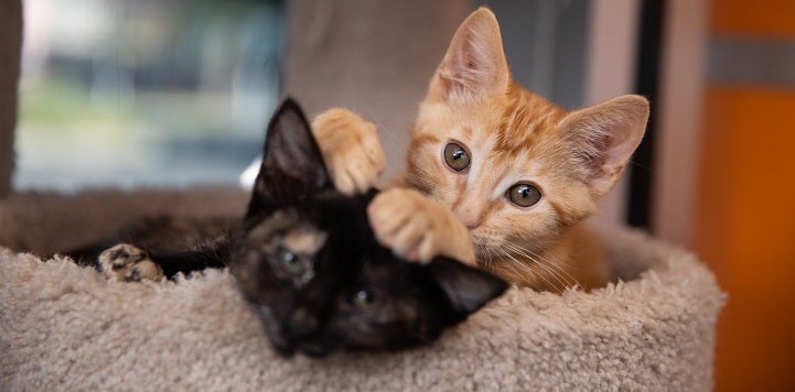 Orange kitten lying next to black kitten with paw on black kitten's head