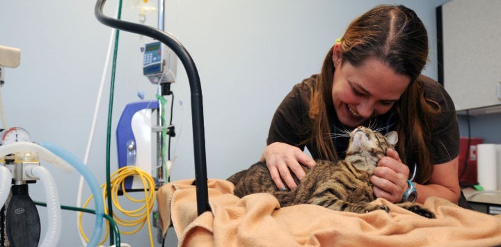 Tabby cat with a vet tech in the clinic for a check up