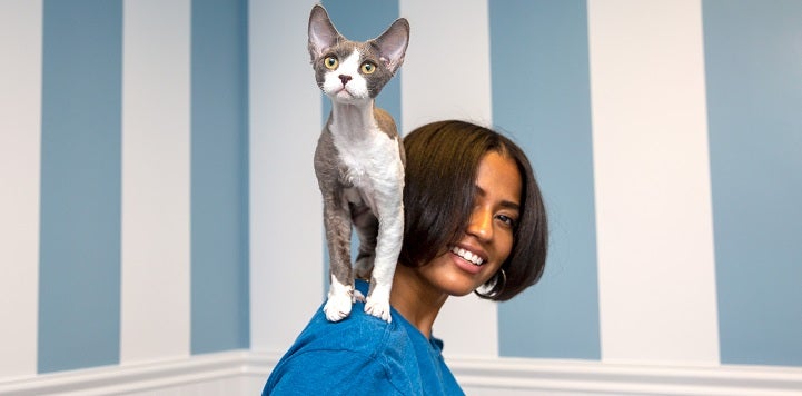 Gray and white short haired cat standing on shoulder of person wearing blue shirt