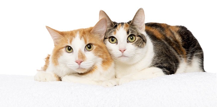 Orange and white cat lying next to calico cat on white blanket
