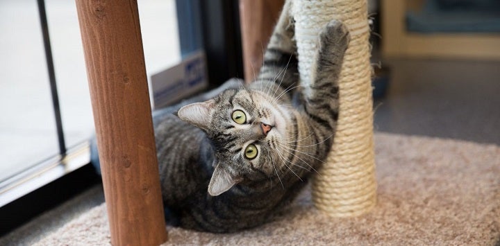Tabby cat laying by scratching post