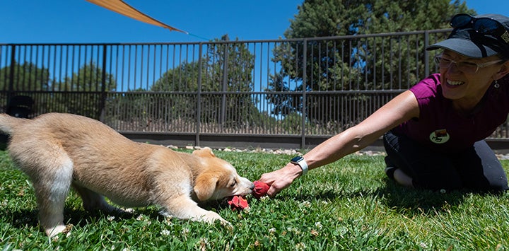 Woman playing tug-o-war with at toy and a puppy