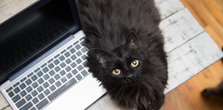 Long-haired black cat lying next to silver laptop 
