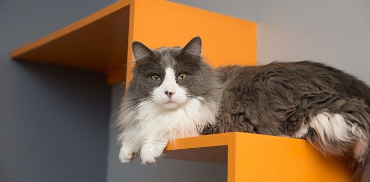 Long-haired gray and white cat lying on orange shelf