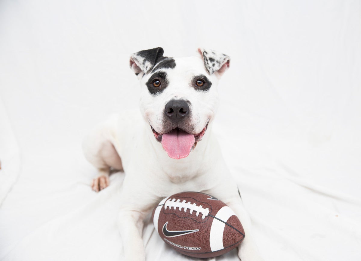 Black and white dog with a toy football