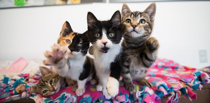 One kitten lying down to the left of three kittens with their paws up