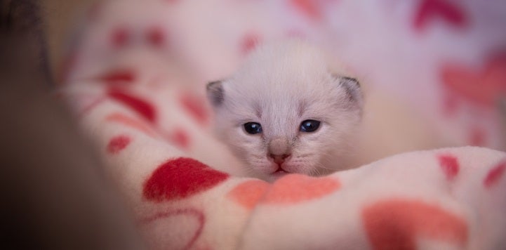 White kitten lying on red and white blanket