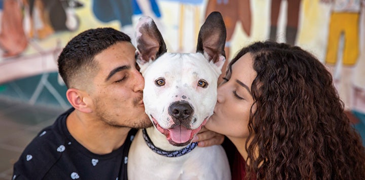 Man and woman adopters each kissing a side of very happy looking dog with upright ears