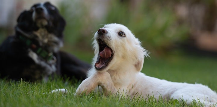 White dog lying in grass yawning with black dog lying behind