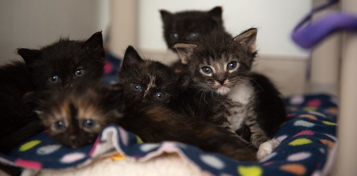 Five kittens lying together on blanket