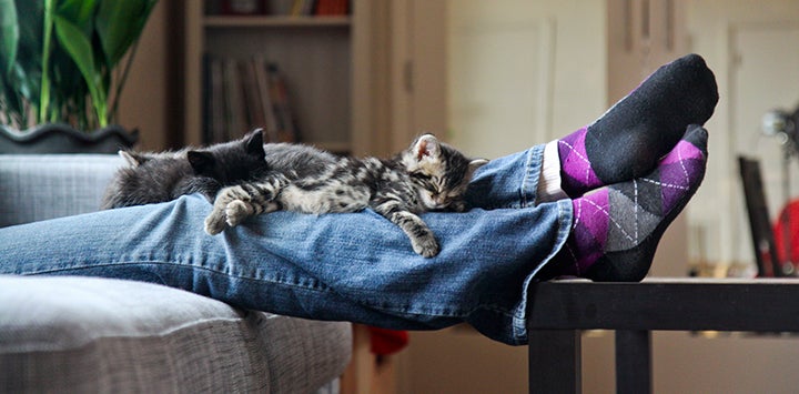 Kittens lying on person's legs