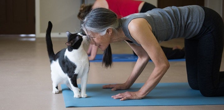 Black and white cat sniffing person's head on yoga mat