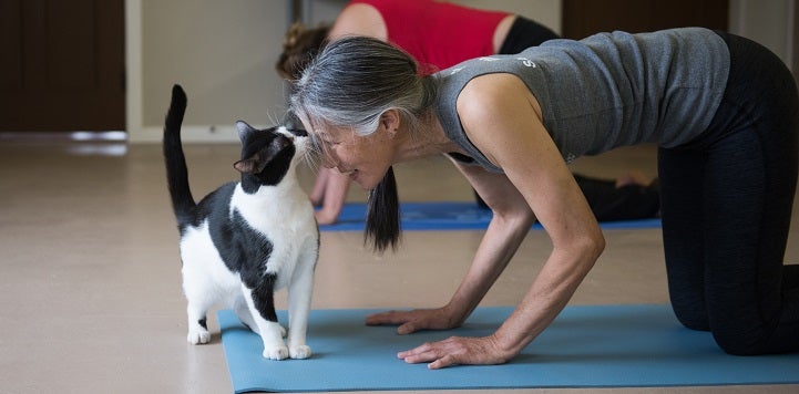 Black and white cat sniffing person doing yoga's face