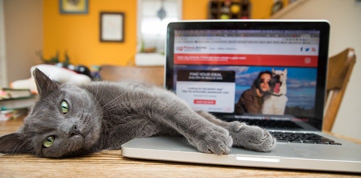 Gray cat lying on table with front paw resting on silver laptop