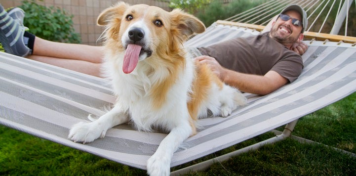 Dog lying in hammock with person