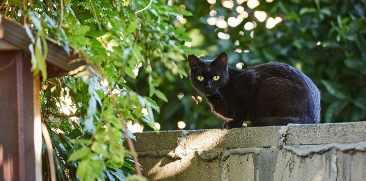 Black community cat sitting on concrete wall